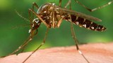 f-mosquito