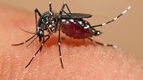 F-mosquito-Aedes-aegypti