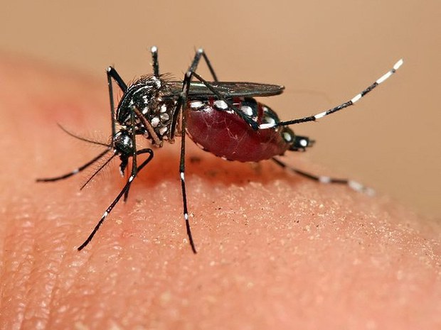 F-mosquito-Aedes-aegypti F-mosquito-Aedes-aegypti