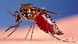 F-mosquito