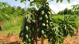 F-PAPAYA