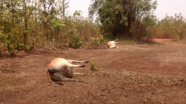 F-cows
