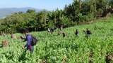 ເຈົ້າໜ້າທີ່ກວດເຫັນ ການລັກລອບປູກຝິ່ນ 2 ເຮັກຕ້າຣ໌ ຢູ່ຜົ້ງສາລີ