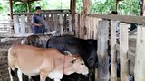 ຂ.ຄຳມ່ວນ ງົວ-ຄວາຍຜິວໜັງ ອັກເສບ ຣະບາດ