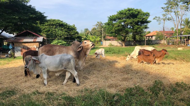 ຣັຖບານລາວ ຫ້າມນຳເຂົ້າ ສິນຄ້າ ຫຼາຍປະເພດ ຣັຖບານລາວ ຫ້າມນຳເຂົ້າ ສິນຄ້າ ຫຼາຍປະເພດ
