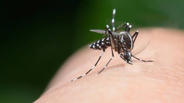 F-Dengue