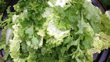 F-Salad