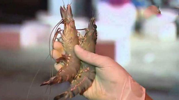 f-shrimp f-shrimp