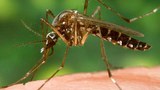 f-mosquito