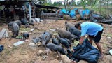 f-swine-pigs