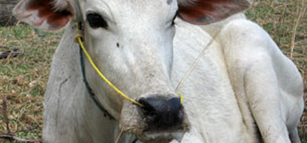 f-cow