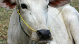 F-Cow