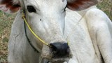 F-cow