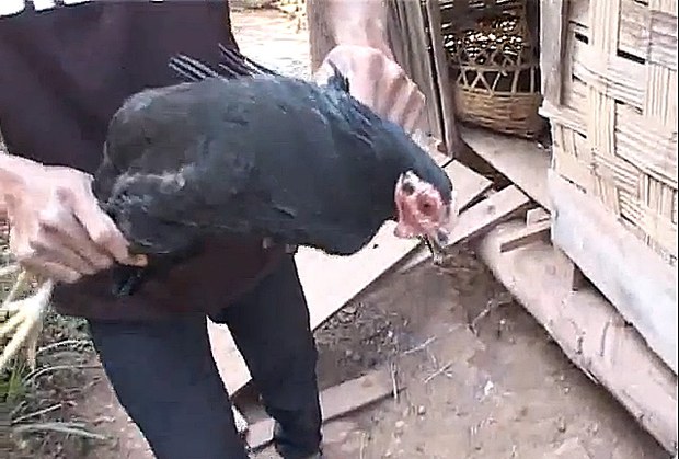 f-chicken