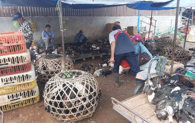 ຢາປ້ອງກັນພະຍາດ ສັດລ້ຽງ ບາງປະເພດ ຂຶ້ນ 2-3 ເທົ່າ, ທາງການແຈ້ງ