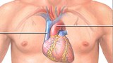 f-heart