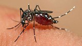 f-mosquito
