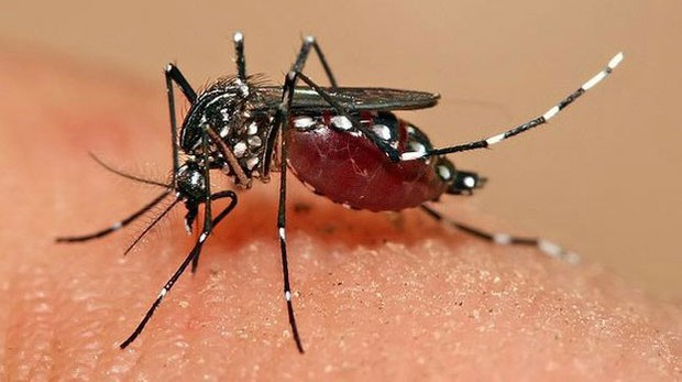 f-mosquito