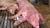 f-pigs