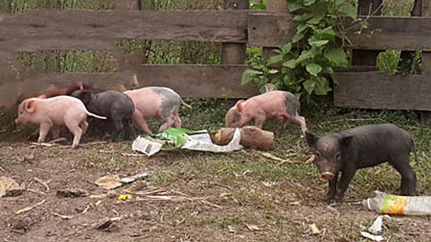 f-pigs f-pigs
