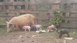 F-pigs-in-rural
