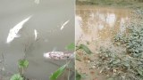 ປາໃນໜອງ ທີ່ຊາວບ້ານລ້ຽງໄວ້ ໃກ້ສວນກ້ວຍຈີນ ຟູຕາຍຈຳນວນຫຼາຍ