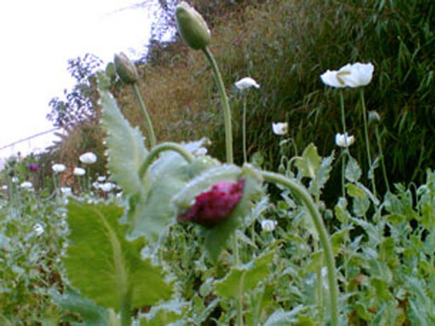 F-OPIUM