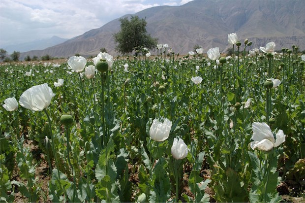 F-poppies F-poppies