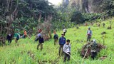 ຊົນເຜົ່າປູກຝິ່ນຫຼາຍຂຶ້ນ ຍ້ອນຄວາມ ທຸກຍາກ