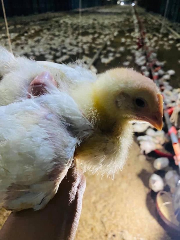 ​ຟາມ ໄກ່​ເນື້ອ