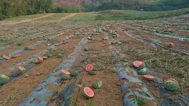 ສວນໝາກໂມຈີນ ສົ່ງຜົລກະທົບ ຕໍ່ຊາວບ້ານໃນຫຼາຍແຂວງ: ຈົດໝາຍ ຈາກຜູ້ຟັງ