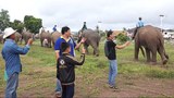 F-elephants