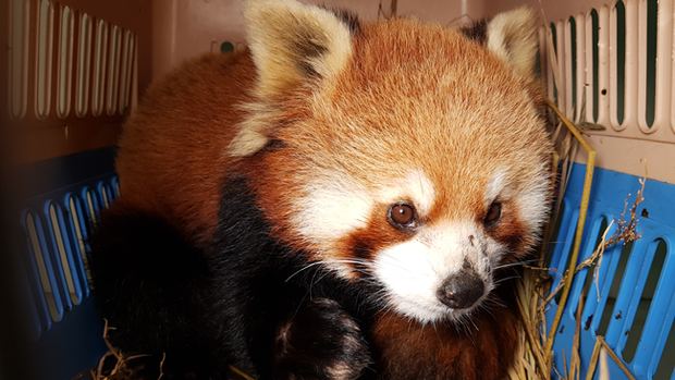 F-Panda