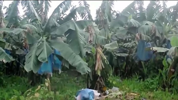 F-Chinese-banana-Kachin