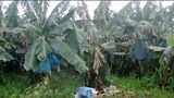 F-Chinese-banana-Kachin