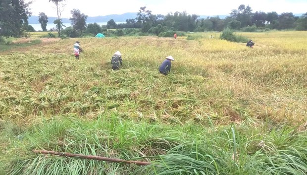 ນັກຮຽນຄົນນຶ່ງ ຖືກກ່າວຫາວ່າ ເຮັດຜິດລະບຽບໂຮງຮຽນ ທີ່ບໍ່ຊ່ວຍນາຍຄຣູ ກ່ຽວເຂົ້າ