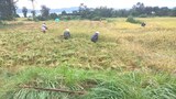 ນັກຮຽນຄົນນຶ່ງ ຖືກກ່າວຫາວ່າ ເຮັດຜິດລະບຽບໂຮງຮຽນ ທີ່ບໍ່ຊ່ວຍນາຍຄຣູ ກ່ຽວເຂົ້າ