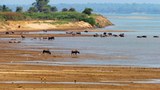 F-drought-mekong-champassak