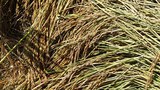 F-rice-stalks