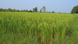 F-Ricefield