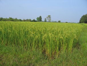 F-Ricefield