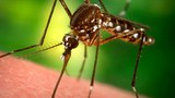 F-Mosquito