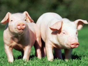 F-Pig F-Pig