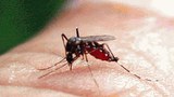 F-Mosquito
