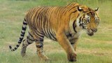 F-Tiger