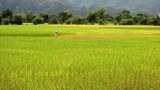 F-rice-field