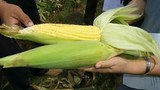 F-corns