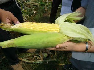 F-corns F-corns