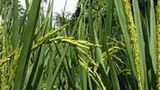F-rice-champasak
