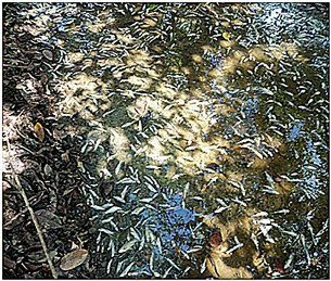 F-Dead-fish F-Dead-fish
